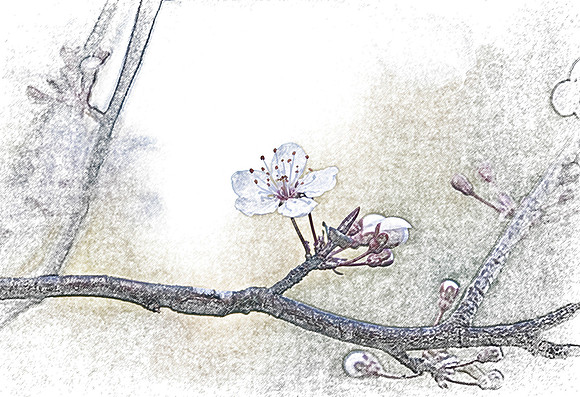 spring plum in pencil