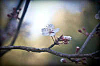 Spring Plum