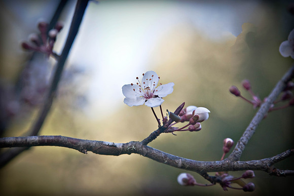 Spring Plum