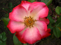 Single Petaled Old Rose