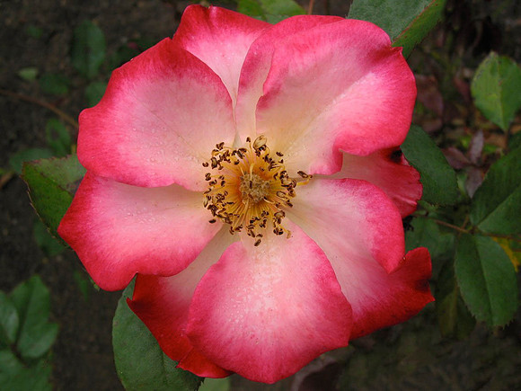 Single Petaled Old Rose