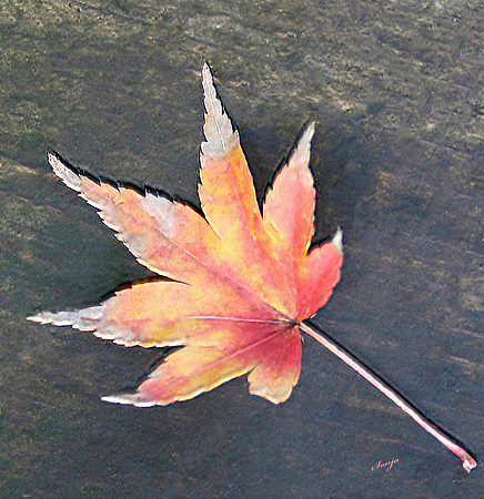 autmnleafplaycrop