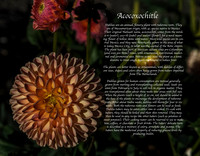 Aztec Dahlias