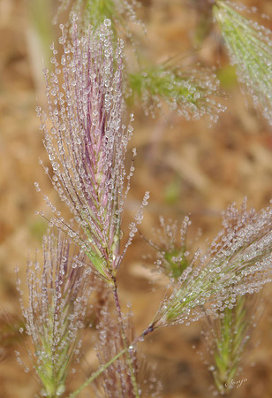 Dew Drops on Wheat Grass
