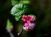 ribes sanguineum glutinosum