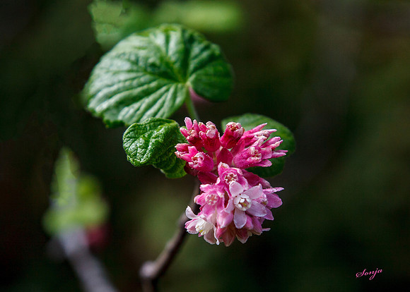 ribes sanguineum glutinosum