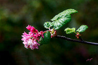 ribes sanguineum glutinosum