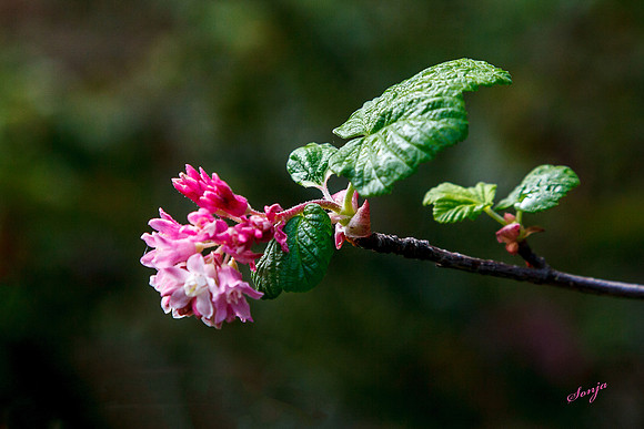 ribes sanguineum glutinosum