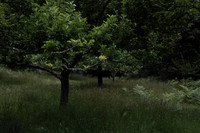 Spring in the Redwood Forest