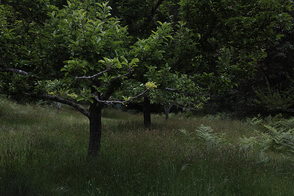 Apples in the Meadow