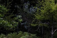 Ceanothus thyrsiflorus, known as blue blossom