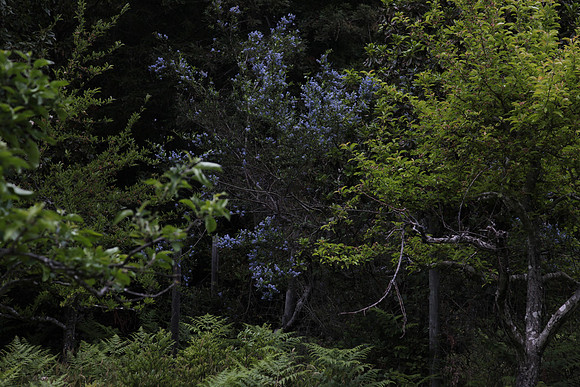 Ceanothus thyrsiflorus, known as blue blossom