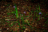 Iris douglasiana native to CA and OR