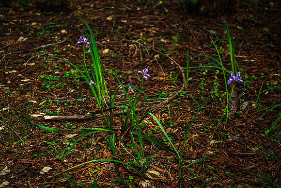 Iris douglasiana native to CA and OR