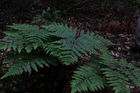 Western Bracken Fern