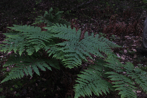 Western Bracken Fern