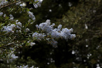Blueblossom Ceanothus