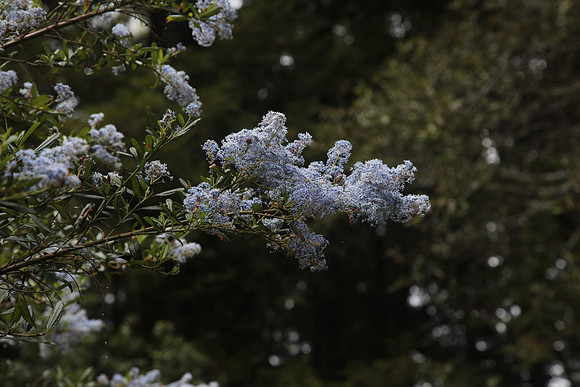 Blueblossom Ceanothus