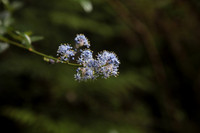 Blueblossom Ceanothu