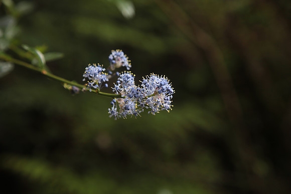 Blueblossom Ceanothu