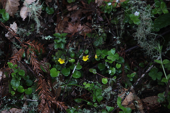 Redwood Violet