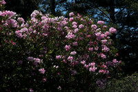 Rhododendron macrophyllum