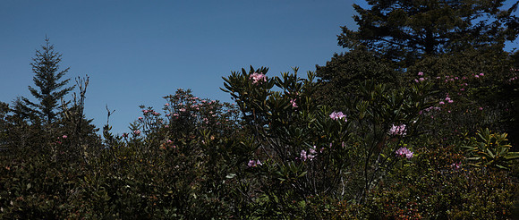 Rhodys on Cameron Road, Mendocino