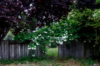 Snowball bush (Viburnum opulus "Roseum")