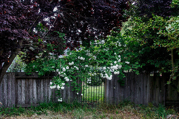 Snowball bush (Viburnum opulus "Roseum")