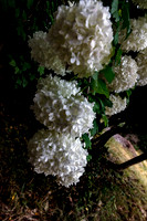 Snowball bush (Viburnum opulus "Roseum")