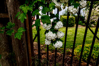 Snowball bush (Viburnum opulus "Roseum")