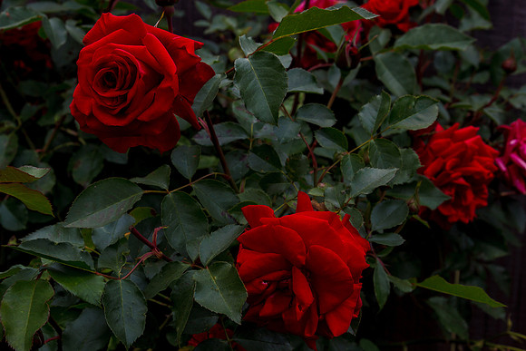 Rose