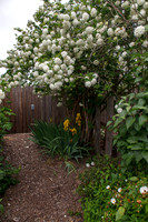 Snowball bush (Viburnum opulus "Roseum")