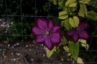 Clematis