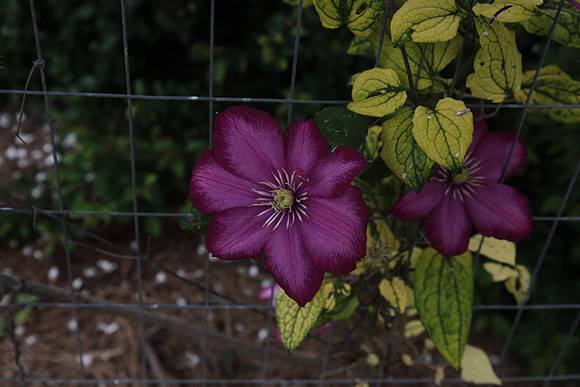 Clematis