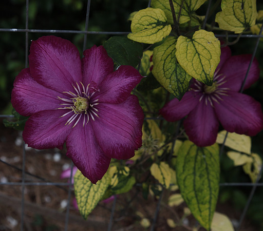 Clematis