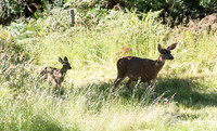 Mom and baby Mule Deer