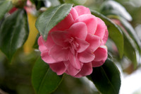 Camellia japonica