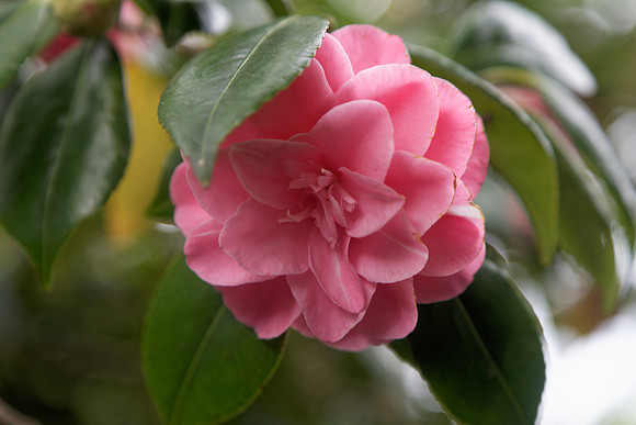 Camellia japonica