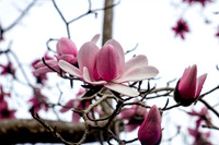 IMG_0667_dev