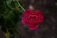 Roses, Roses ,Roses