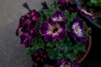 Victorian Velvet