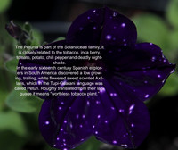 Petunia Particulars