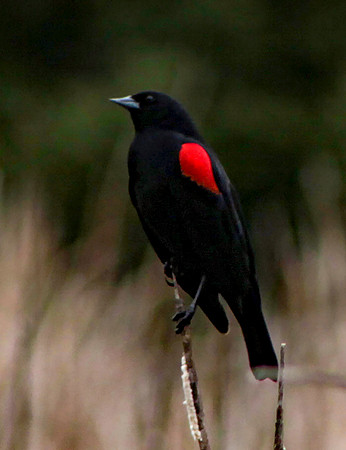 Redwing Blackbird