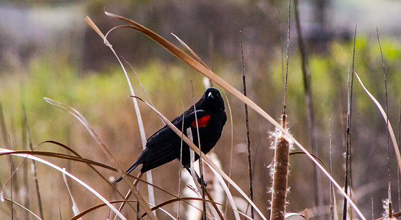 Redwing Blackbird among cattails