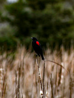 Redwing Blackbird