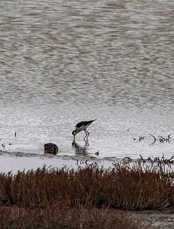 Black Winged Stilt?