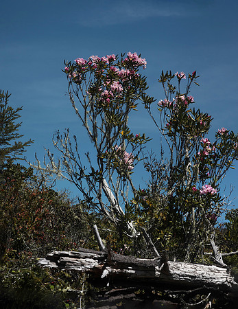 Rhododendron macrophyllum