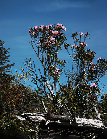 Rhododendron macrophyllum