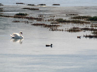 Swans and Ducks in Tidal Ponds